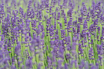 Lawenda wąskolistna - Lavandula angustifolia. Common lavender. © tom