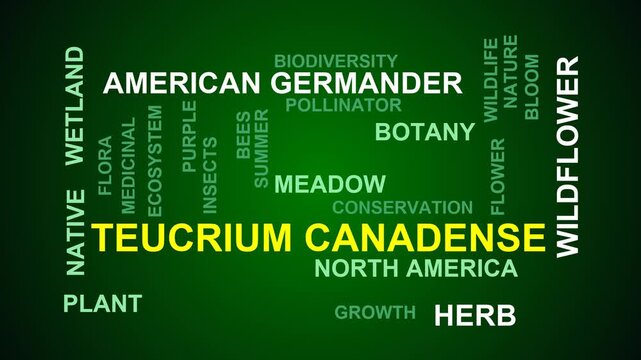 Teucrium Canadense Word Cloud