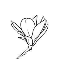 Set of elegant line art magnolia flowers in different angles. Minimalist outline style for seamless patterns, textile design, packaging, wedding stationery, branding, and decorative projects. © Elen_K.6