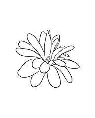 Fototapeta premium Minimalist botanical outline illustrations of blooming magnolias with crisp, hand-drawn outlines, perfect for wedding invitations, branding, textile prints, pattern design, packaging, cosmetics, 