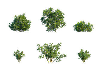Obraz premium Green Shrub Set, Myrica Cerifera and Daphne Mezereum Shrub Set with Six Garden Bushes on Transparent Background