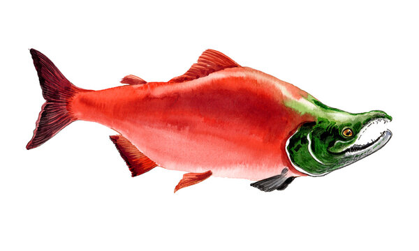 Sockeye Salmon Fish, Hand-Painted Original Watercolor Illustration Scanned on White Background