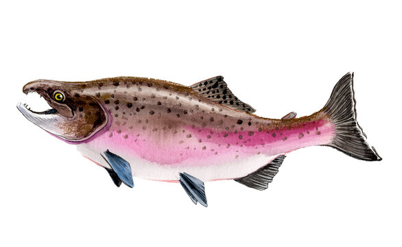 Silver Coho Salmon in Fresh Water Phase, Authentic Traditional Watercolor Painting, Salmonid Fine Art Scan