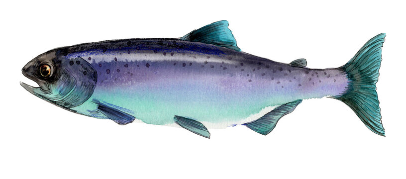 Sea-Run Rainbow Trout Steelhead, Authentic Traditional Watercolor Painting, Salmonid Fine Art Sca