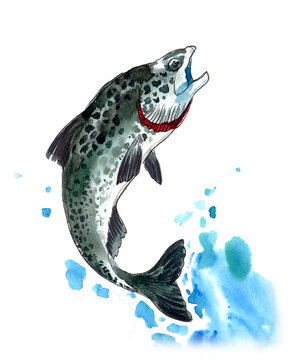 Jumping Cutthroat Trout Fish, Hand-Painted Original Watercolor Illustration with Water Splashes