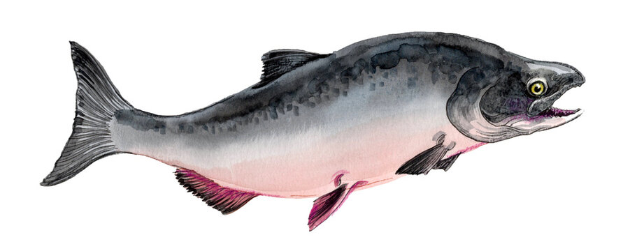 Coho Salmon Spawning Fish, Hand-Painted Original Watercolor Illustration Scanned on White Background
