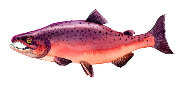 Chinook Salmon Male Fish, Hand-Painted Original Watercolor Illustration Scanned on White Background