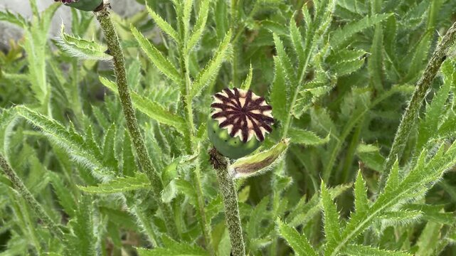 Green poppy seed pod in wild meadow foliage