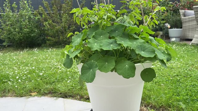 Potted nasturtium plant in sunny backyard garden
