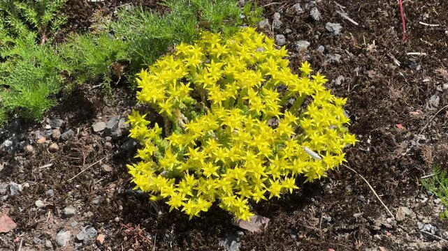 Yellow sedum groundcover blooming in rocky garden