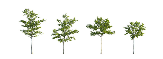 Elm Tree Set with Four Young Green Trees, Four Young Ulmus Laevis Elm Trees with Green Foliage on Transparent Background  © roshch.a