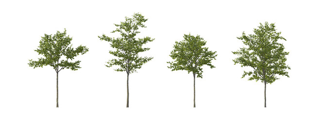 Elm Tree Set with Four Young Green Trees on Transparent Background © roshch.a