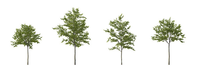 Elm Tree Set with Four Young Green Trees, Ulmus Laevis on Transparent Background © roshch.a