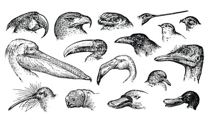 Obraz premium Vintage hand drawn illustration of different bird heads on a white background
