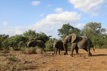 Fototapeta premium Afrikanischer Elefant / African elephant / Loxodonta africana