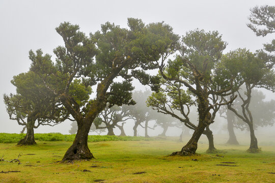 Twisted ancient laurel trees in thick fog