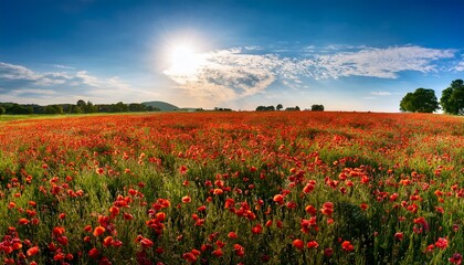 Obraz premium vast field of red poppies under a bright blue sky with fluffy clouds and warm sunlight green grass and distant tree line peaceful and uplifting panorama