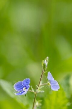 Macro view of a blue Veronica chamaedrys flower and bud on a textured stem, isolated against an out-of-focus green nature background with copy space.