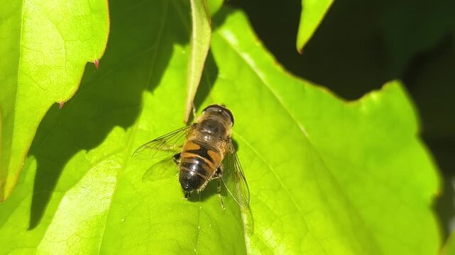 Close-up of a hoverfly (Eristalis sp.), a bee-mimicking fly, resting on a green leaf in bright sunlight, filmed in 4K at 30fps, Netherlands. Horizontal 16:9, 4K UHD, 38 seconds.