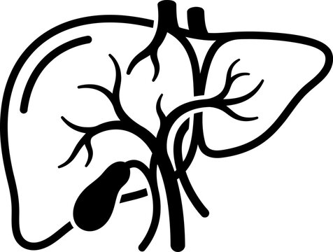 Human liver and gallbladder line icon for medical illustration