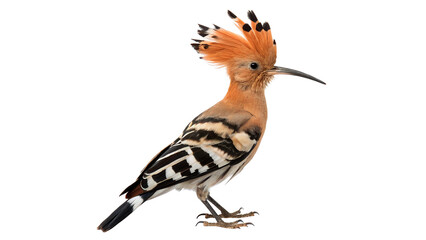 Eurasian hoopoe bird standing in profile showing detailed feathers isolated on transparent background cut out ©  Morozova-png