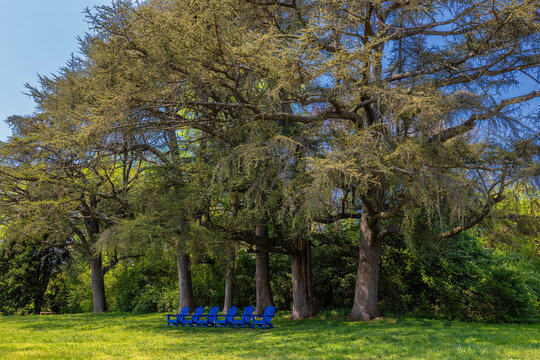 Blue Andorak Chairs sitting empty under spring leafing trees
