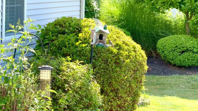 Several small birds on a backyard birdhouse feeder by bushes and a green lawn
