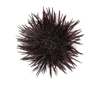 Sea urchin, Arbacia lixula, isolated on white background