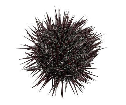 Sea urchin, Arbacia lixula, isolated on white background
