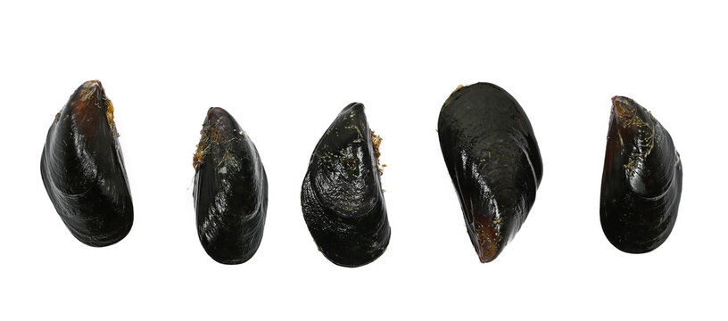 Set fresh mussel, mytilus galloprovincialis, isolated on white background, top view