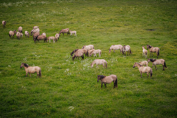 Fototapeta premium Group of wild horses grazing on lush green grass in an open field, with a few horses standing apart in the foreground and background