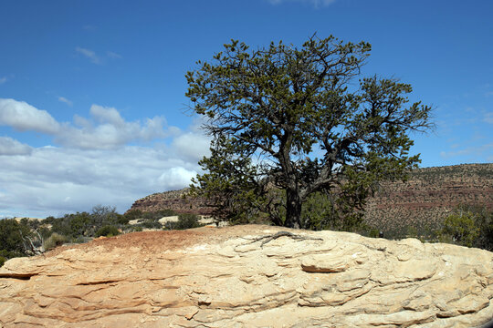 A large specimen pinyon pine, or pi&ntilde;on, on Capitol Reef National Park Scenic Drive, Utah SR 24