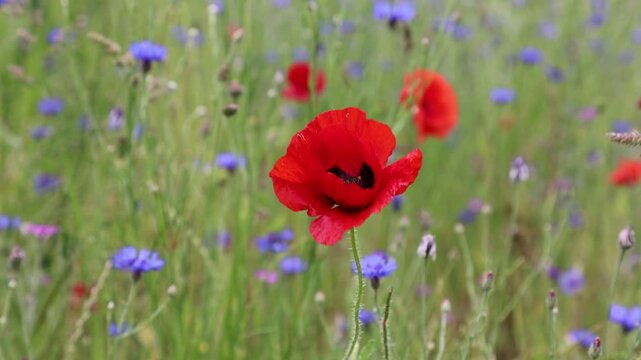 Vibrant Papaver rhoeas or red poppy flower swaying gently against blurred wildflowers. Frontal cinematic composition with copy space. Authentic flower b-roll backdrop for health, beauty, and wellness.