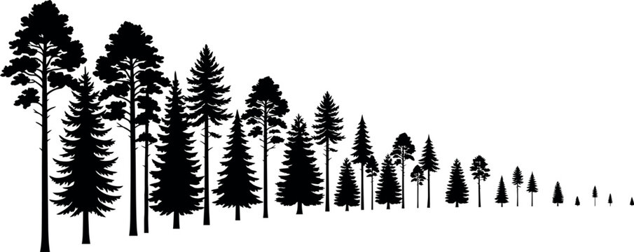 Coniferous Tree Silhouettes Against White Background trees