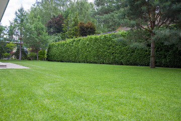 Obraz premium Hedge of evergreen thuja smaragd, selective focus