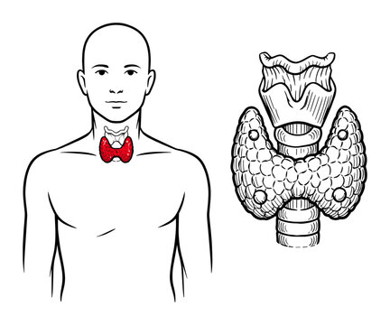 Humanthyroid gland highlighted in red on a male outline, showing the parathyroid glands, larynx, and trachea
