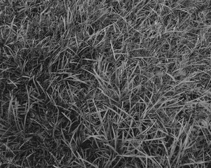 Obraz premium Halftone Grass Texture Background
