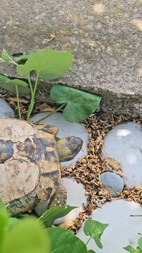 Top view land tortoise eating leaf close up nature wildlife video