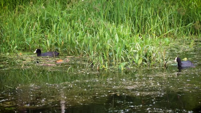 Photo of an American coot (Fulica americana) swimming in a lake. The American coot is a migratory bird that occupies most of North America.