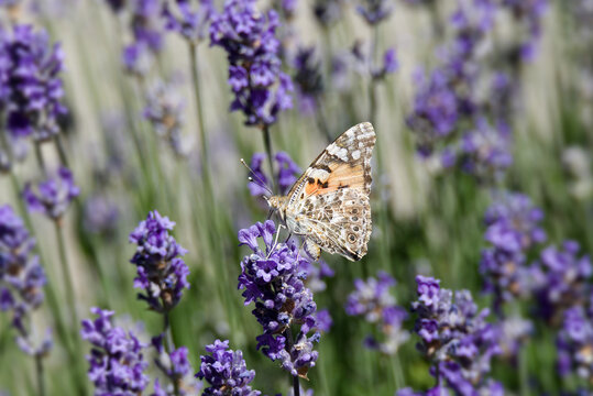 Painted Lady (Vanessa cardui) butterfly perched on lavender in Zurich, Switzerland