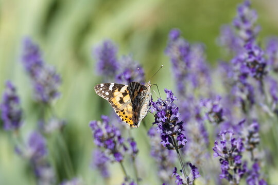 Painted Lady (Vanessa cardui) butterfly perched on lavender in Zurich, Switzerland