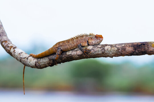 Oriental garden lizard also known as the changeable lizard