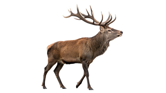 Magnificent adult red deer stag standing with large antlers isolated on transparent background cut out