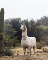 Llama with cactus and green landscape in Catamarca, Argentina © Isolda