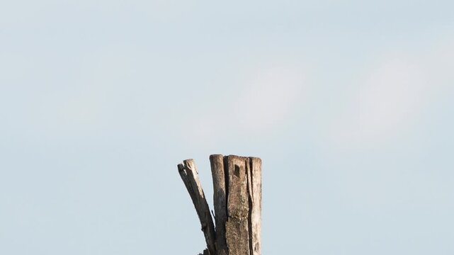 Crested lark (Galerida cristata) on a fence post holding an insect as food for its chicks