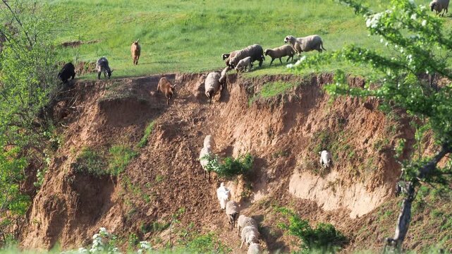 Herd of sheep and goats come down from a pasture into a valley to drink water