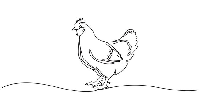 Self drawing animation of single one line drawing rooster and hen standing in a row. Freedom on farm. Not always in cage. Chickens produce superior seeds. National Poultry Day. Full length animated
