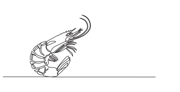 shrimp continuous one line drawing animation, Self drawing simple animation of single continuous one line drawing of shrimp. Drawing by hand, black lines on a white background, Animated self drawing