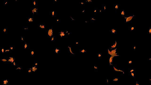 Smoothly falling leaves of different types on a black background. Leaves drifting in different directions. 4K video.