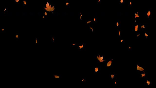 Smoothly falling leaves of different types on a black background. Leaves drifting in different directions. 4K video.